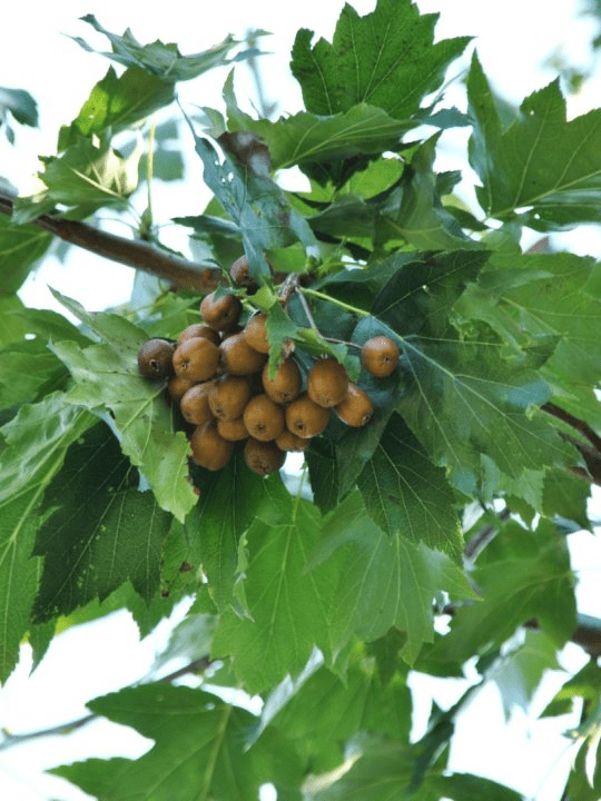 Des images de diff�rentes plantes